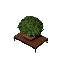 Bonsai